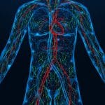 Human circulatory and nervous system illustration showing the connection between heart function, blood flow, and nervous system regulation involved in heart rate variability and cardiovascular health