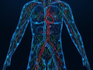Human circulatory and nervous system illustration showing the connection between heart function, blood flow, and nervous system regulation involved in heart rate variability and cardiovascular health