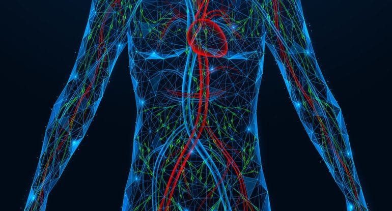 Human circulatory and nervous system illustration showing the connection between heart function, blood flow, and nervous system regulation involved in heart rate variability and cardiovascular health